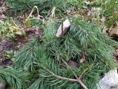 Как защитить садовые растения от зимних морозов