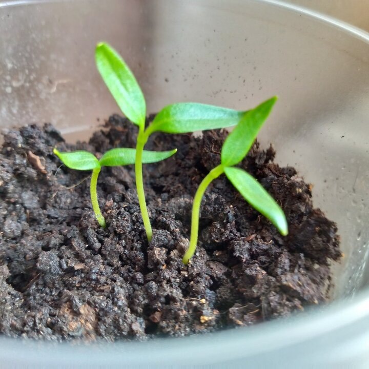 Ошибки при использовании дренажа для рассады: как избежать проблем с поливом