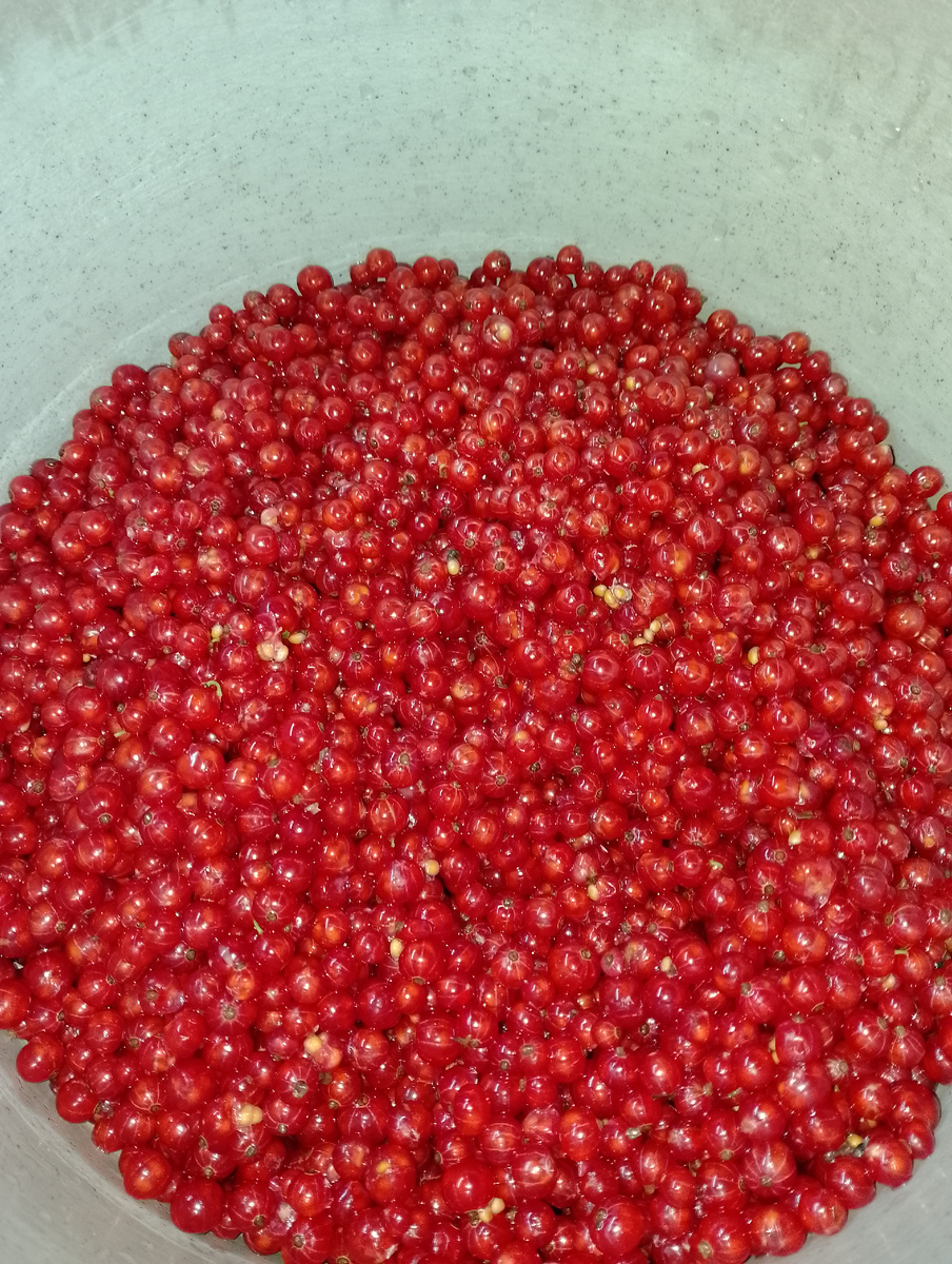 Джем из красной смородины: шаг за шагом к идеальному десерту