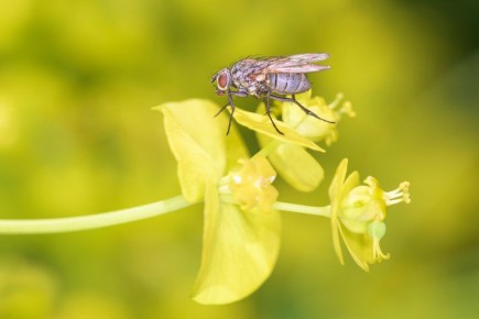 ������� ����: ��� �������� ���� ��� � ������ �� ����������