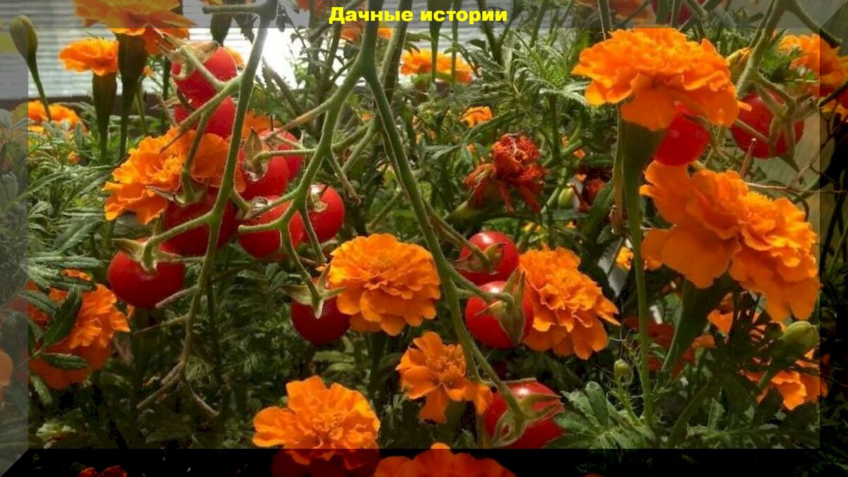 Бархатцы как защитники: мифы и реальность в борьбе с фитофторой