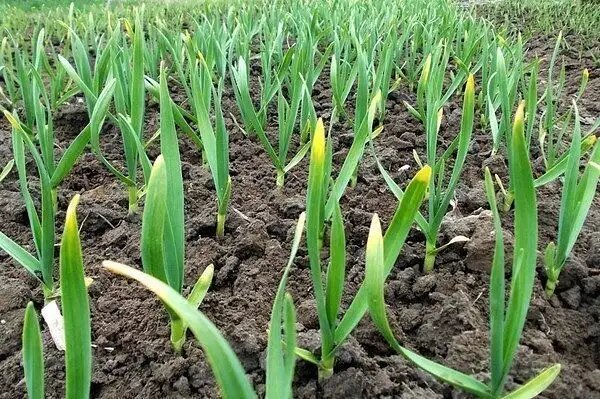 Проблемы с чесноком: почему желтеют листья и как с этим справиться