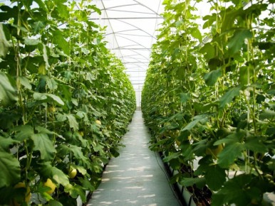 ��� ����������� ������� � ����: ����������� ������ ���������