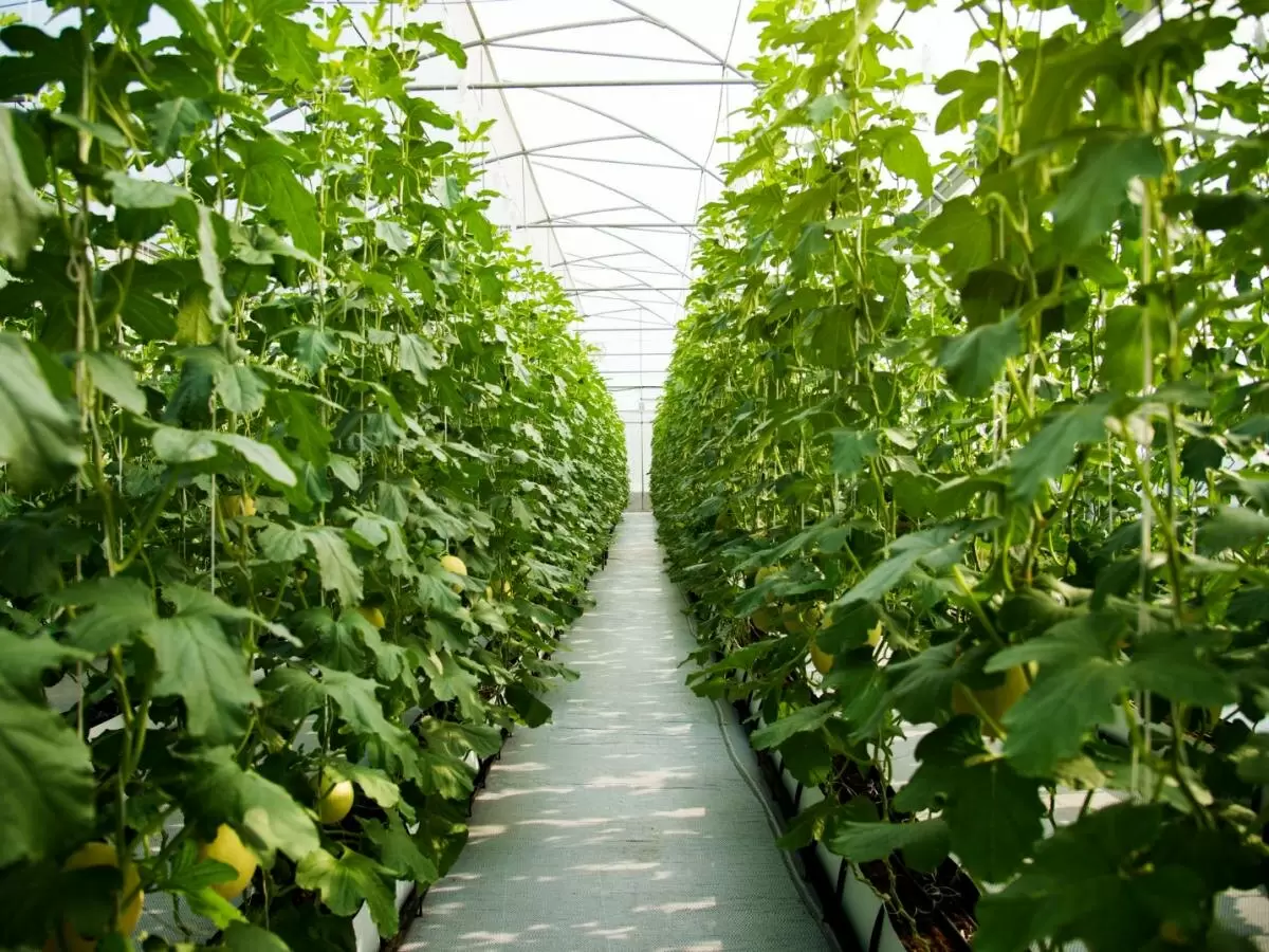 Как подготовить теплицу к зиме: эффективные советы агрономов