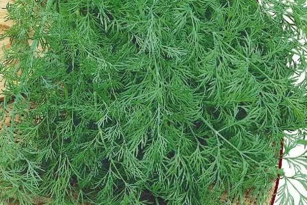 Укроп Атаман: секреты успешного выращивания