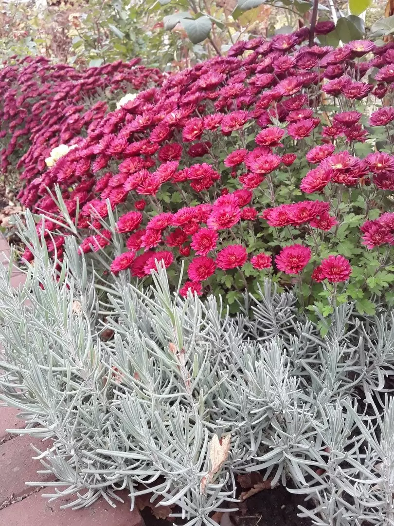 Ласковые названия растений, которые вызывают противоречивые эмоции