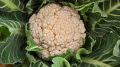 Почему цветная капуста становится настоящим открытием для дачников