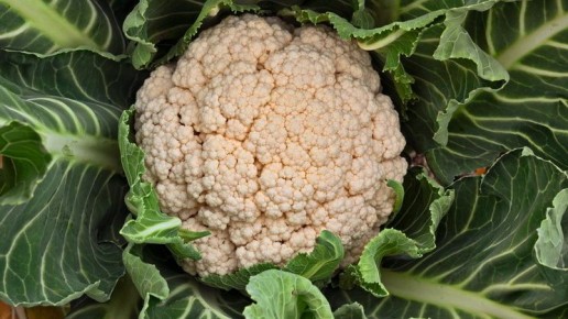 Почему цветная капуста становится настоящим открытием для дачников
