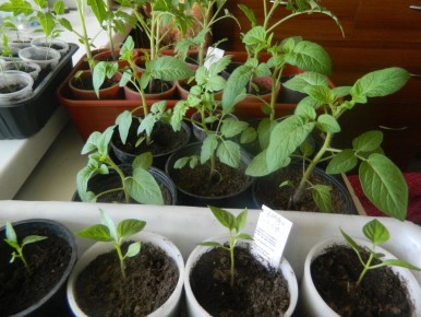 ����� � ����: ������ ��������� ��� ����������� � 10 �� 16 ������