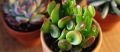 Уникальные крассула: секреты ухода и размножения для современных цветоводов