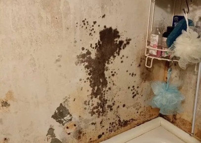 Плесень в квартире: почему с ней нельзя мириться