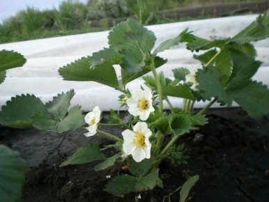 ��� ��������� ���������� � �������� � ������: ������ ��� ��������� ������