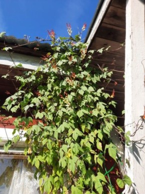 �������� ���� ���������� ��������: ������� � ������� �����������