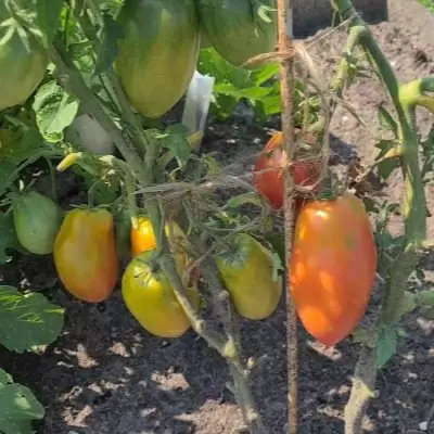 Томат с характером: почему «Соколиный клюв» покоряет огородников