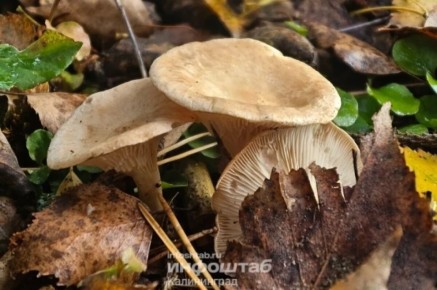 ������� ����� � �����������: ������� ������ ������ ������� �������