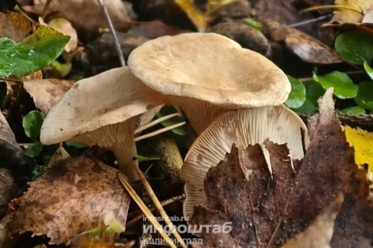 Золотая осень в Краснолесье: природа радует щедрым грибным урожаем