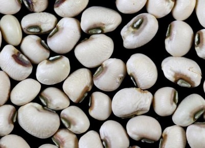 Фасоль: звезда вашего огорода и кулинарии