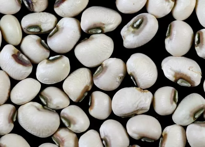 Фасоль: звезда вашего огорода и кулинарии