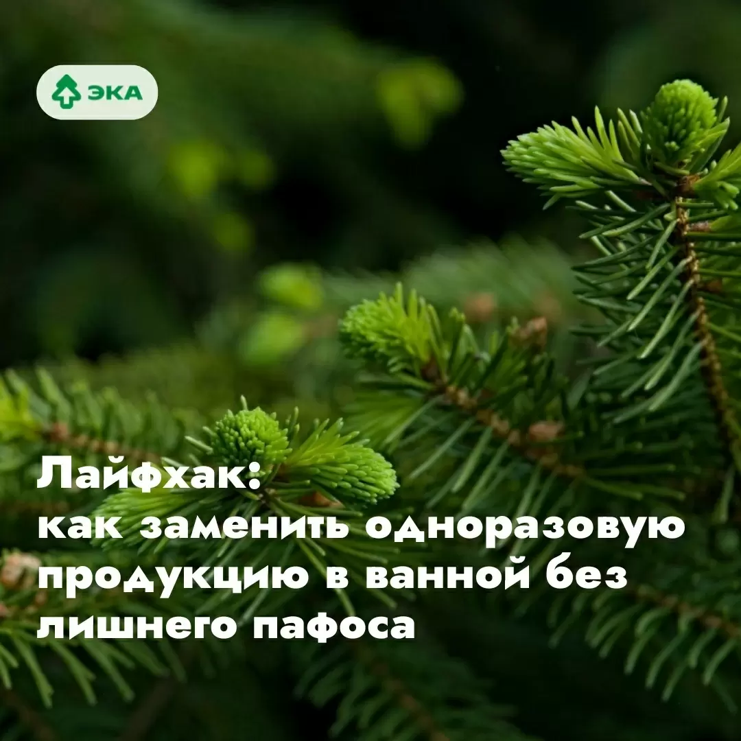 Современные братья по разуму: экологические замены в ванной