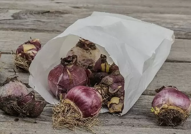 Как сохранить луковицы без химикатов: пять простых методов