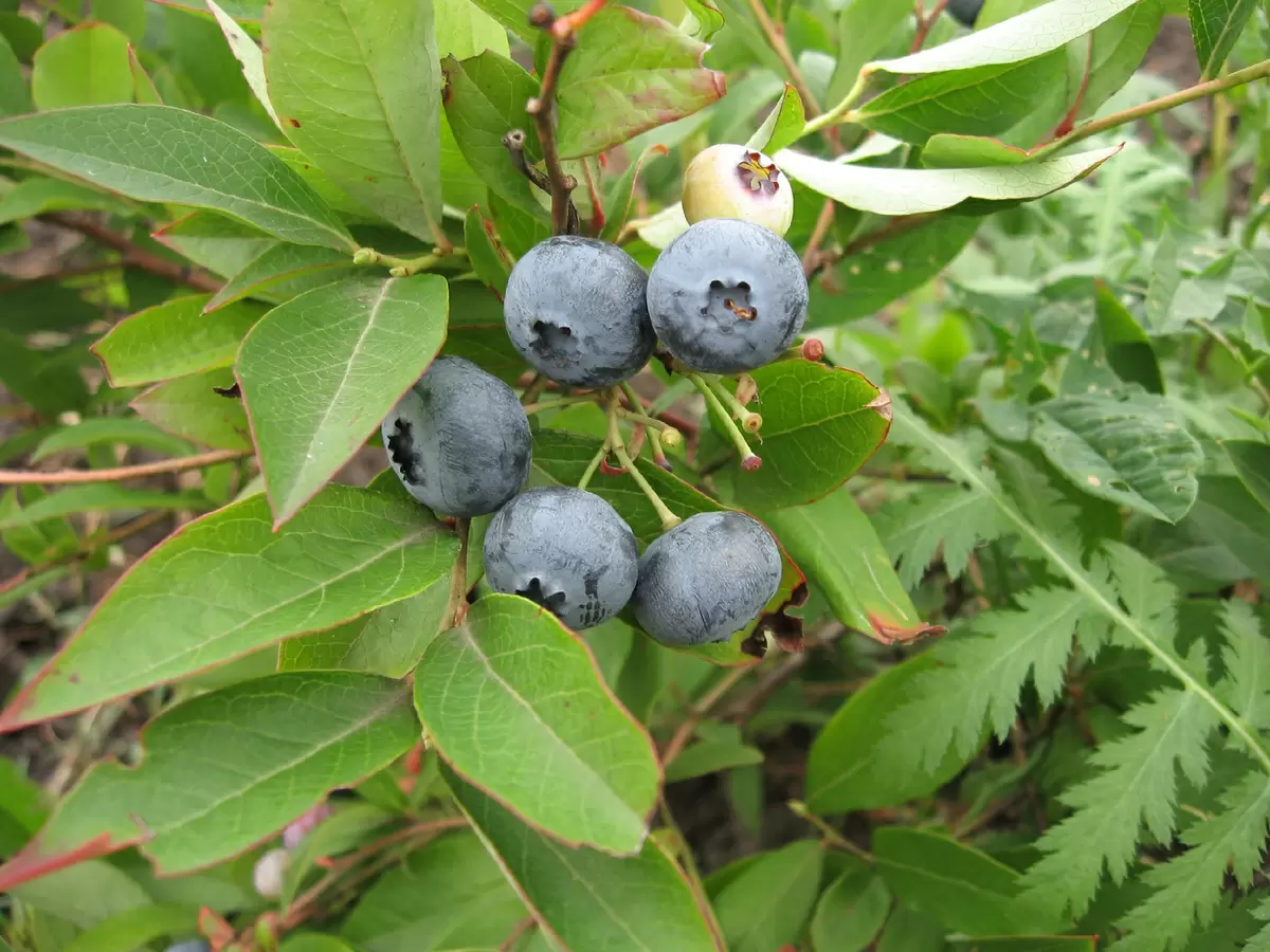 Выращивание голубики: секреты успешного сада в средней полосе России