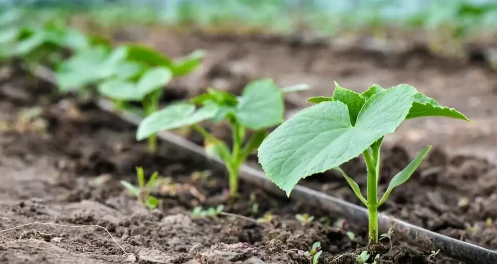 Секреты питания огурцов: как добиться щедрого урожая с помощью зеленых удобрений