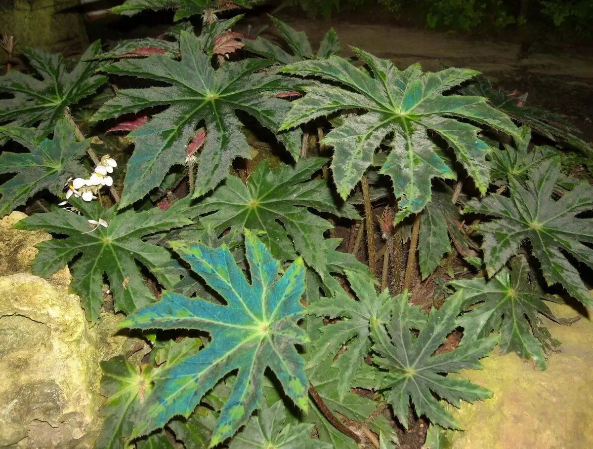 Лучшие дни для пересадки комнатных растений в феврале 2026 года