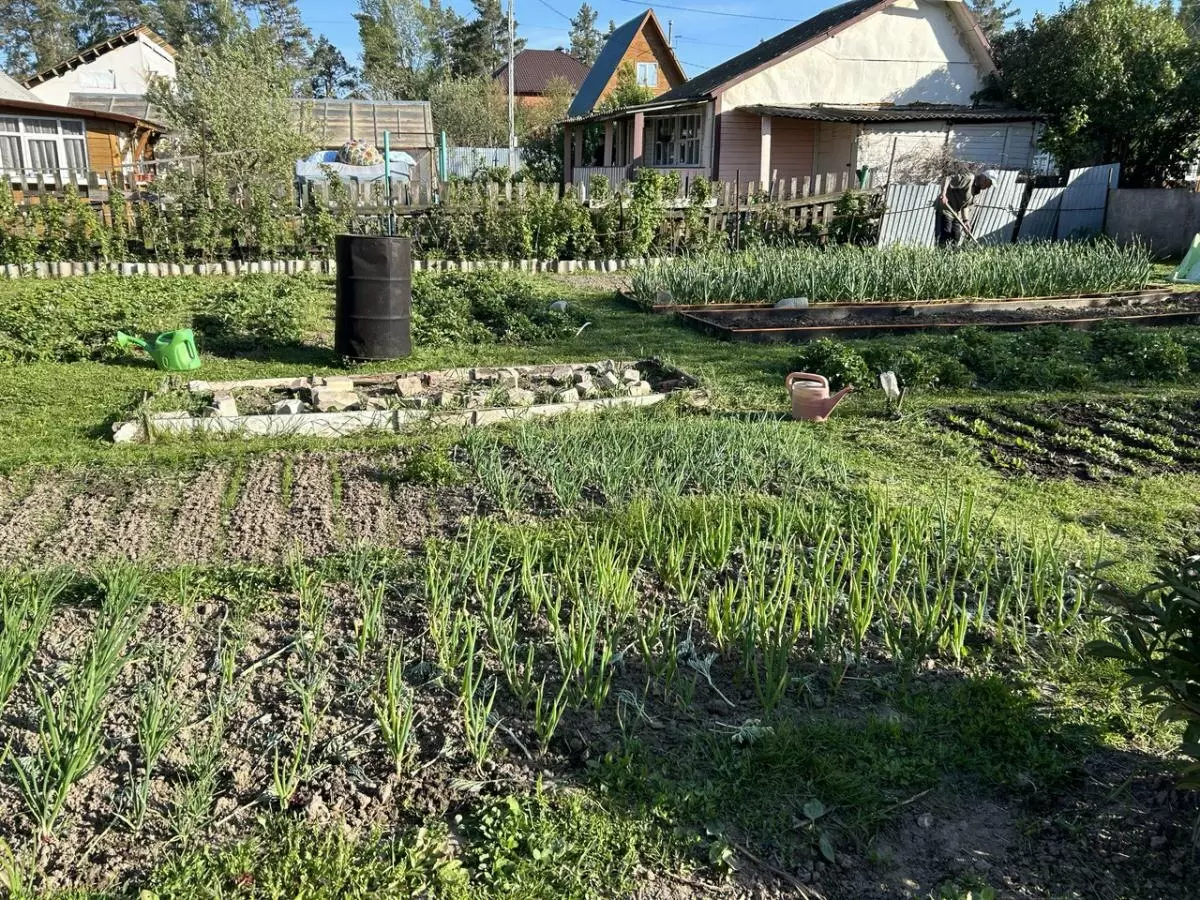 Как защитить деревья от майских заморозков: советы эксперта