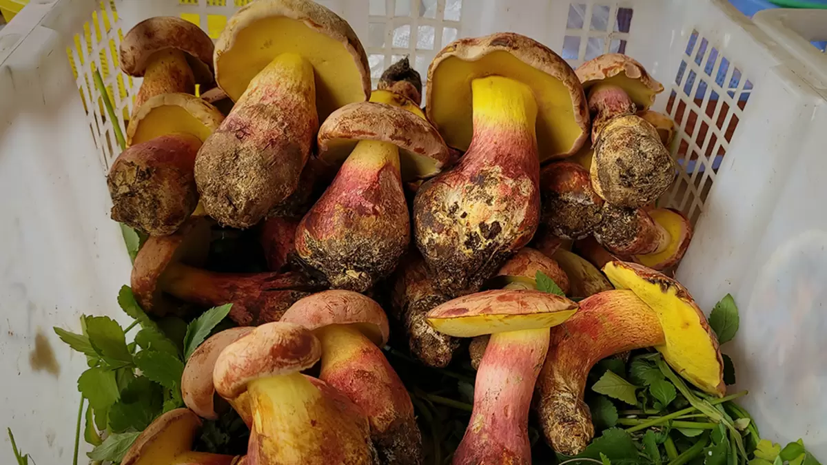 Лилипутский боровик на стыке мифов и микологии: спокойное объяснение необычных грибов