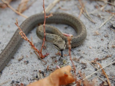 Почему змеи — лучшие друзья садоводов
