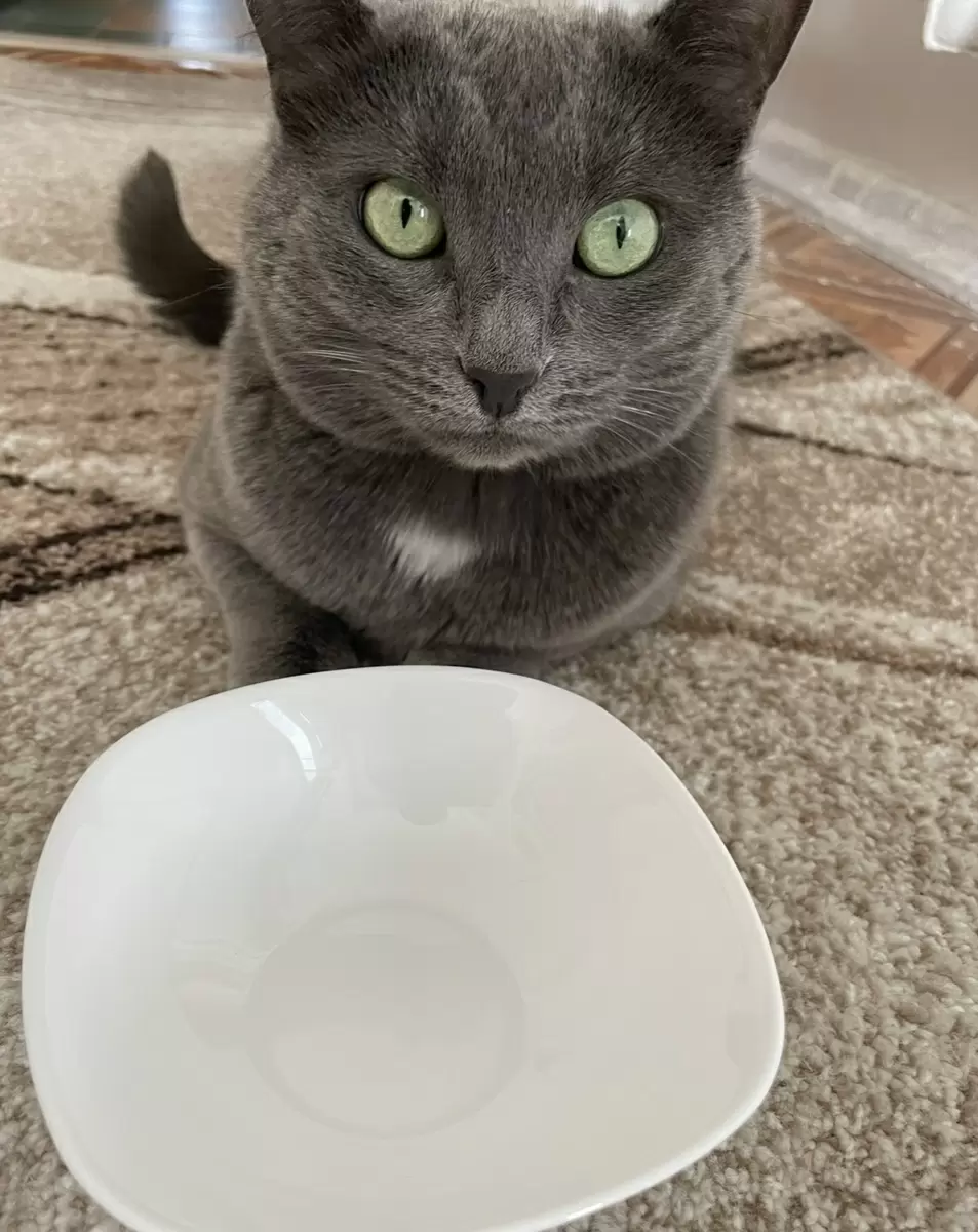 Мыть кошачьи миски в посудомоечной машине: допустимо или нет?