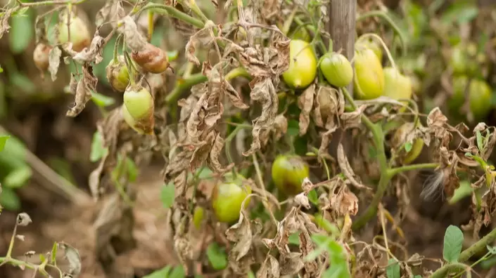 Как простой аптечный раствор спас урожай томатов от фитофторы