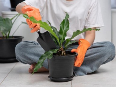 Как обеспечить здоровье комнатных растений зимой: секреты эффективного ухода