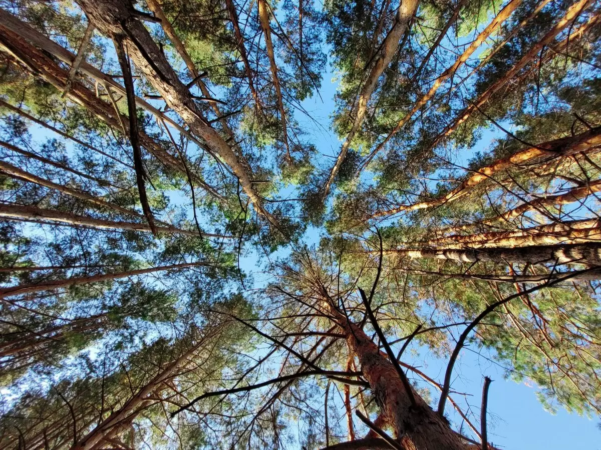 Как стать настоящим грибником: советы по подготовке и действиям на случай непредвиденных ситуаций в лесу