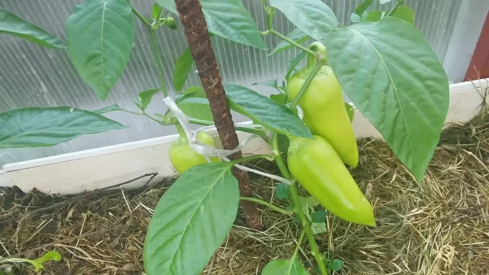 Как увеличить урожай перца с помощью простых июльских подкормок