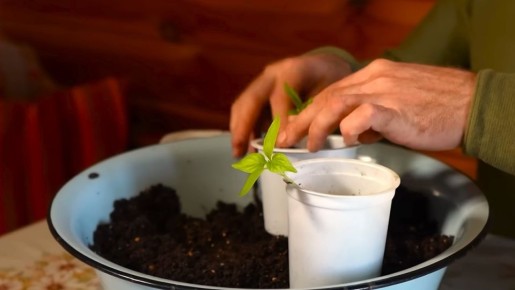 ��� ������� ��������� ����� ��� ��������� �����: ��� �������� ������