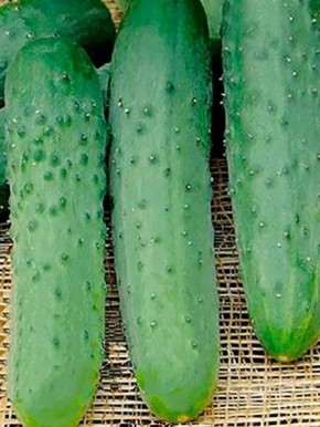 Огурец «Лакомка»: Ваш идеальный партнер для раннего урожая и свежих салатов