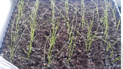 ��� ������ ������� ������� �� ������: ������ ��� �����������