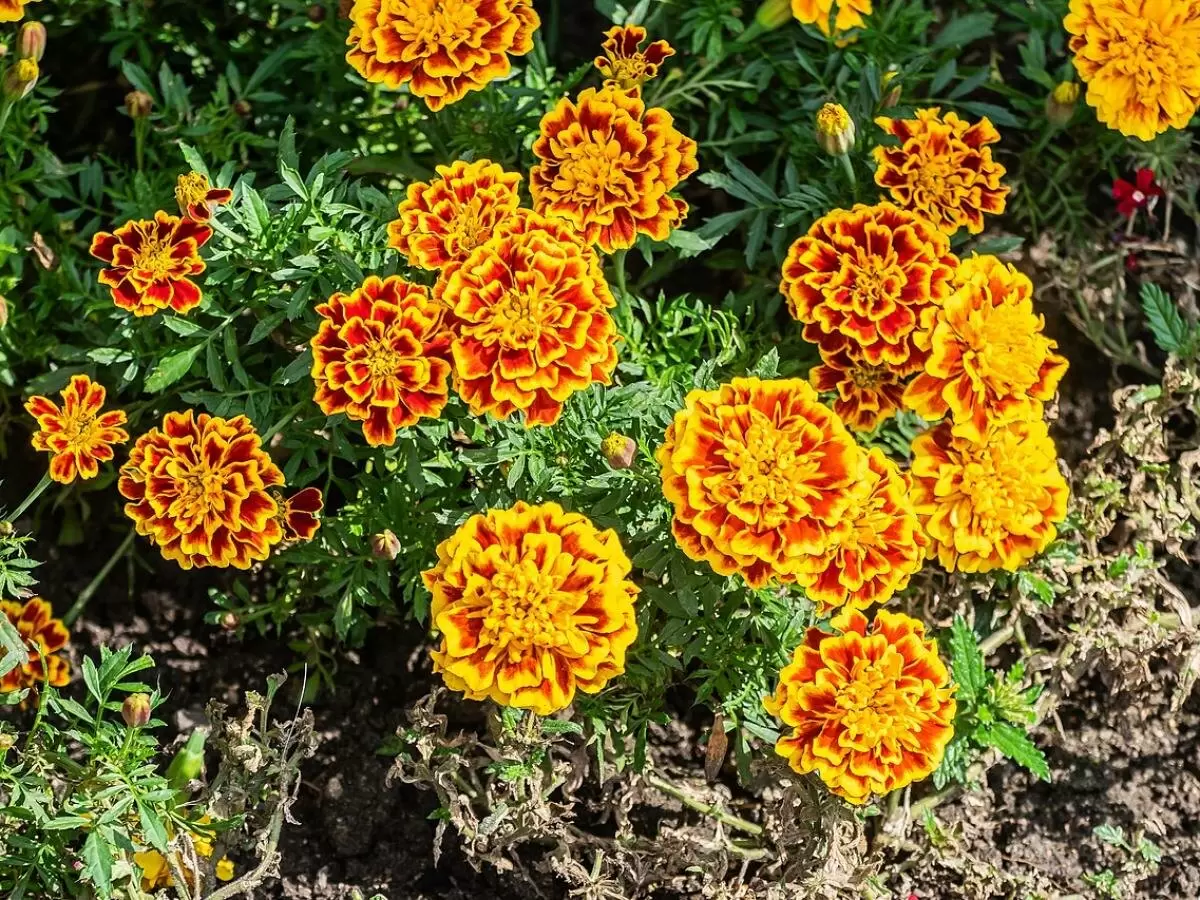 Бархатцы: сила природы на вашей огородной грядке