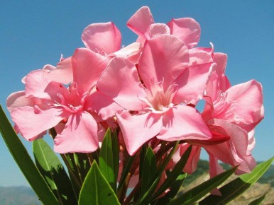 ����������� ���������: �������, ������� ���������� ��� ���