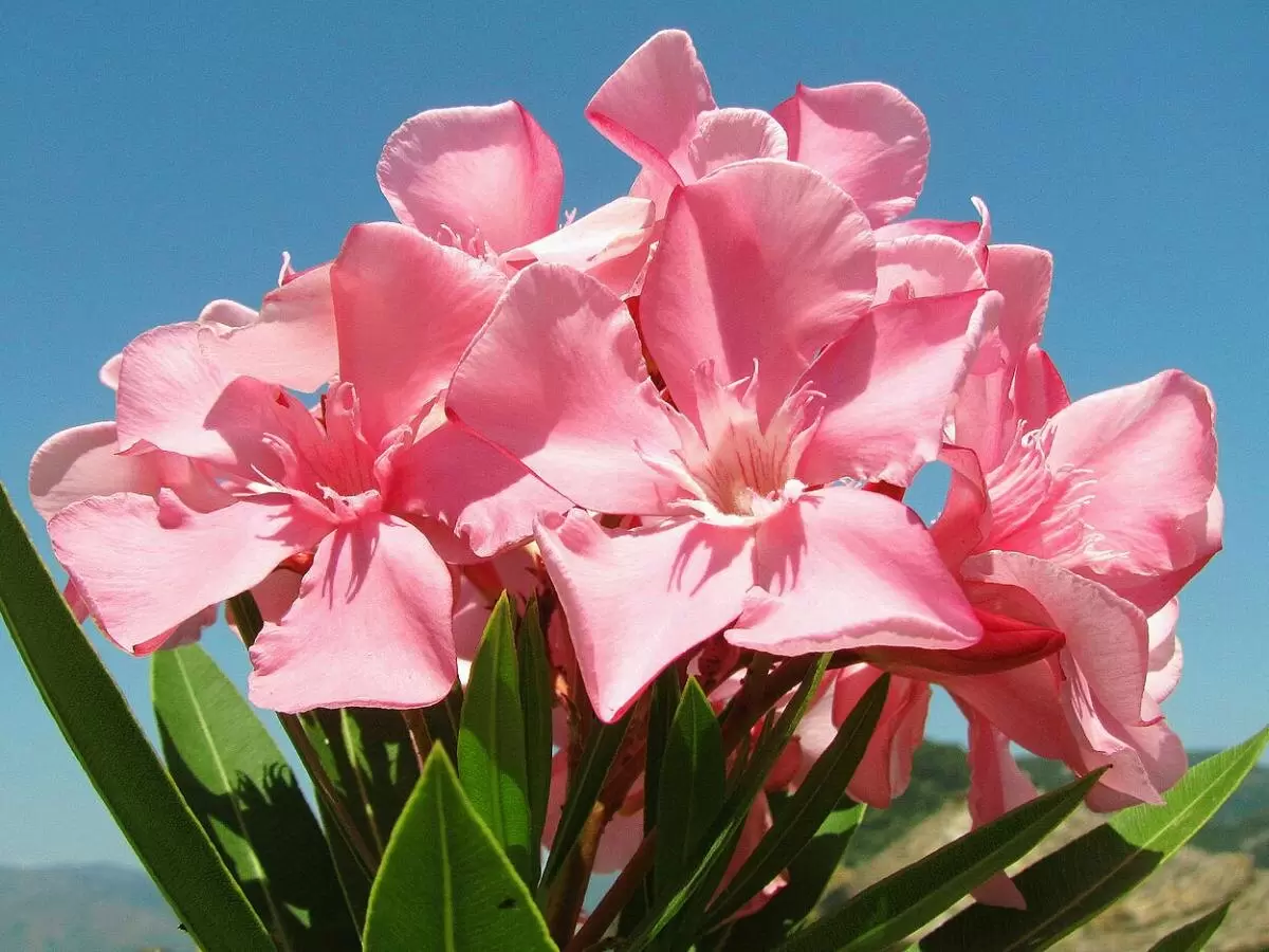 Натуральные удобрения: секреты, которые преобразят ваш сад