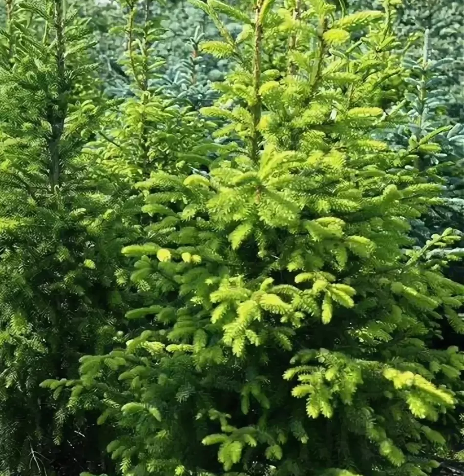 Цветущий июнь: яркие многолетники, хвойные и кустарники для вашего сада