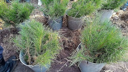 ������� ������������� ���������� ��������� �������� 150 ����� ������� �����