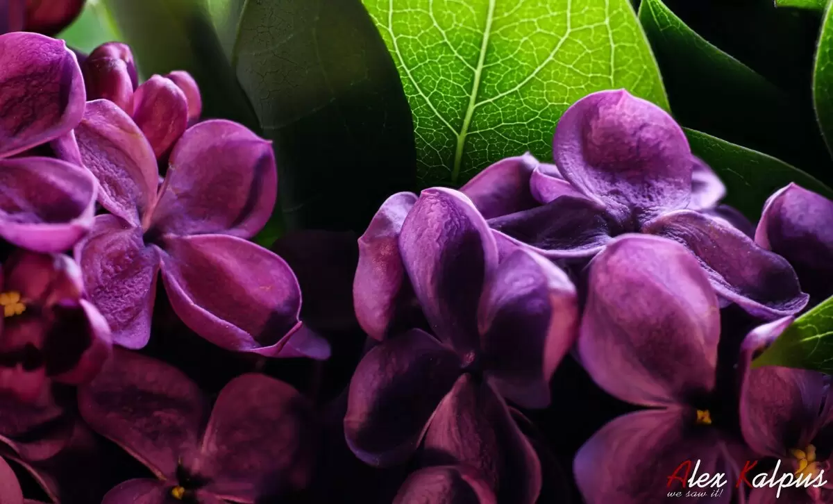 Флора и фауна Грузии: удивительный калейдоскоп природы