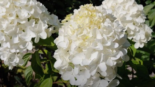 ������ ������� ����������� ���������: ��� ������� ������� ��������