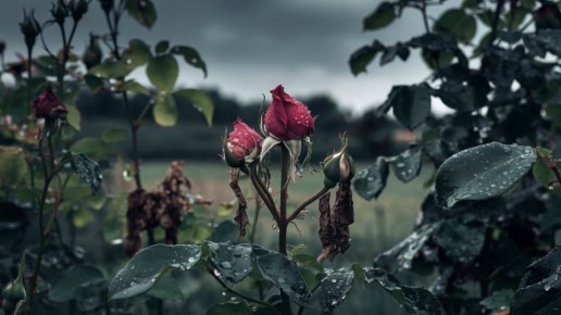 ��� ������ ���� �� ������: ������ ��� ��������� � ����