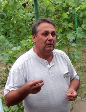 Виноград Бажена: новое слово в селекции с потрясающим вкусом