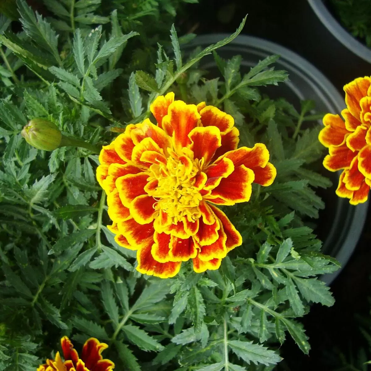 Почему бархатцы – секрет успеха вашего огорода