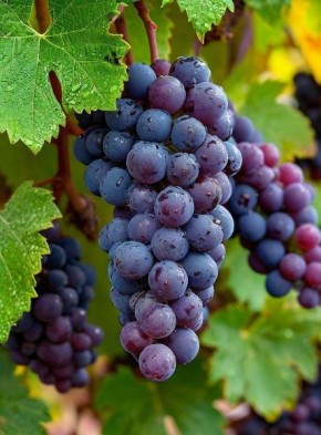 Виноград Достойный: как тёмно-синие ягоды создают высококачественные вина