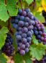 Виноград Достойный: как тёмно-синие ягоды создают высококачественные вина